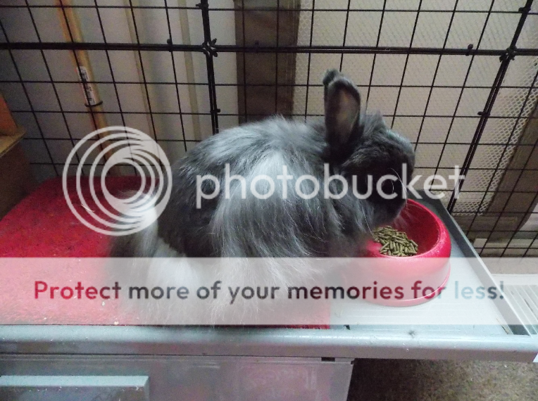 Show off your nutty tuffs! Molting photos please.